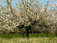 Pommier à cidre