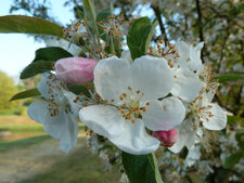 Fleurs de pommier sauvage.