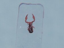 Pseudoscorpion