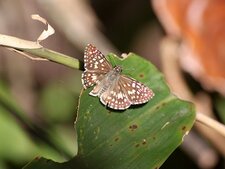 Pyrgus orcus