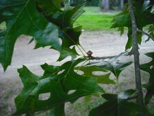 Quercus palustris