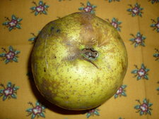 Pomme "Reinette d