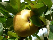 Pomme reinette "Victoria"