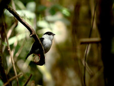 Manakin casse-noisette