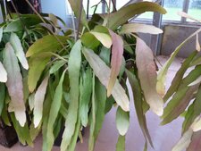 Rhipsalis
