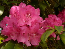 Rhododendrons