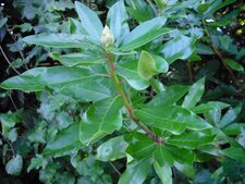 Rhododendron