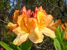 Rhododendron