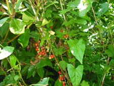 Groseilles rouges