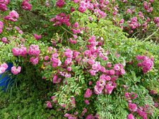 Rosier grimpant.