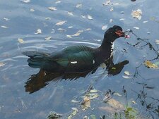 Canard musqué (masqué ?) ou canard de Barbarie