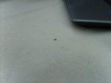 Une fourmi reine