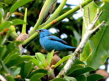Dacnis bleu