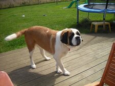 Saint bernard