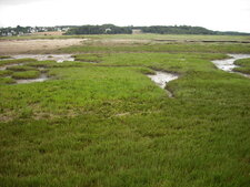Champs de salicorne et criste marine