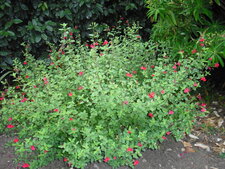 Salvia microphylla