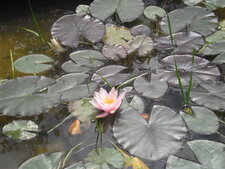 Nénuphar