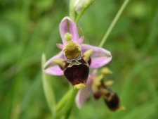 Orchidée sauvage - Ophrys abeille