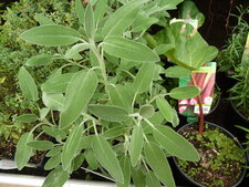 Sauge officinale