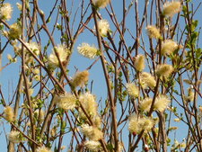 Fleurs de saule