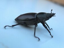 Petite biche, Lucanus cervus, femelle