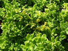 Sedum obcordatum