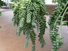 Sedum barrows tai