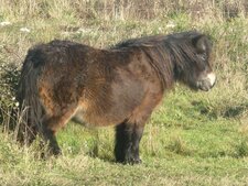 Poney "shetland"