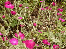 Coquelourde des jardins