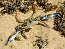 Crabe nageur