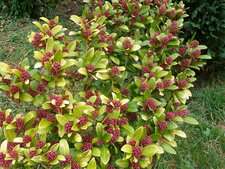 Skimmia