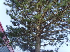 arbre