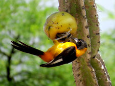 Icterus jamacaii