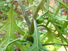 Solanum aviculare