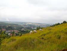Moutons boulonnais
