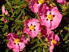 Cystes roses