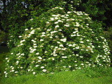 Sureau en fleur