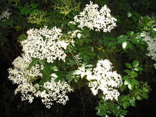 Fleurs de sureau
