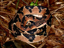 Serpent Lachesis rhombeata