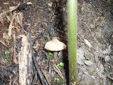 Champignon (série 1)