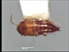 Tachyporus nitidulus