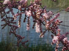 Tamarix gallica