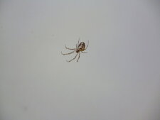Theridion instabile