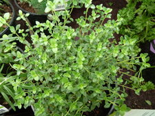 Thym citron