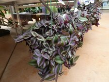 Tradescantia