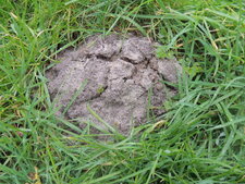 Taupinière dans prairie humide
