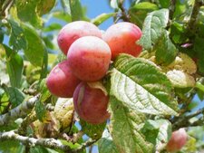Prunes rouges
