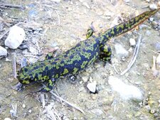 Triton marbré - Triturus marmoratus