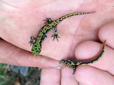 Triton marbré - Triturus marmoratus