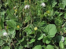 Tussilage farafare
